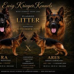 German Shepherd puppies from Ewig Krieger Kennels