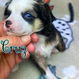 Chihuahua and Chinese Crested Puppies from Western Kentucky Chihuahua’s and Chinese Crested’s