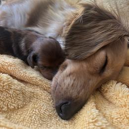 Piper - Dapple female Dachshund puppy in Humphreys, Missouri from Foster’s Dachshunds