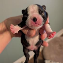 Baby boy - Black and white male Boston Terrier puppy in Thomasville, North Carolina from Jamie's Boston Terrier Babies