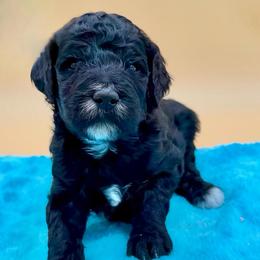 Tate - Apricot male Poodle puppy in Willacoochee, Georgia from Kitandkboodle's Doodles