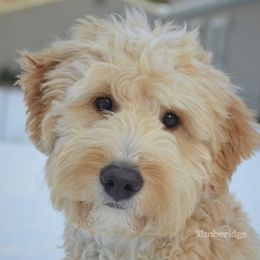 Gideon - Goldendoodle