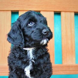 Goldendoodle Puppies from Warren Doodles