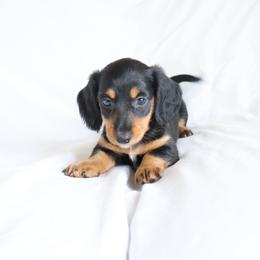 Luna - Black and tan female Dachshund puppy in Fredericksburg, Ohio from William's Dachshunds