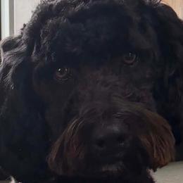 Otis - Goldendoodle