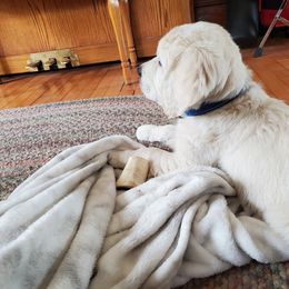 Golden Retriever Puppies from Lightning Oak Acres