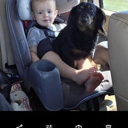 Howie - Dachshund