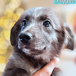 Poppie - Blue merle female Miniature Australian Shepherd puppy in Punta Gorda, Florida from Christie's Creekside Aussies