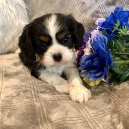 Cavalier King Charles Spaniel and Pembroke Welsh Corgi Puppies from Puppy PlayPen