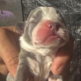 Female 1 - Blue female French Bulldog puppy in Monterey, Louisiana from McaysKennels