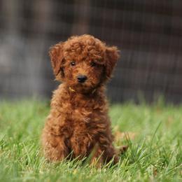 Goldendoodle Puppies from Creation Goldedoodles