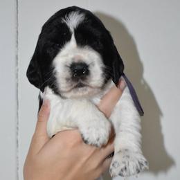 Marley - Black and white female English Springer Spaniel puppy in Chapmansboro, Tennessee from Balthrop Bend Farms