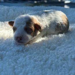 AKC Honey - Female - Clear DNA Tested OFA parentage - Parti female Poodle puppy in Tampa, Florida from The Sweet Life of a Toy Poodle