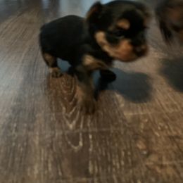 Yorkshire Terrier Puppies from Missy Lu Lap Puppies