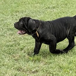 Holly - Black female Neapolitan Mastiff puppy in Canyon, Texas from Mastini Della Forte