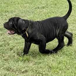 Holly - Black female Neapolitan Mastiff puppy in Canyon, Texas from Mastini Della Forte