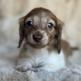 Trolli - Piebald Dachshund puppy in Bluff City, Tennessee from Sidanelv Dachshunds