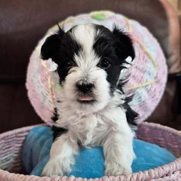 Holstein - Black & white male Maltipoo puppy in Sidney, Maine from Snow Pond Farm