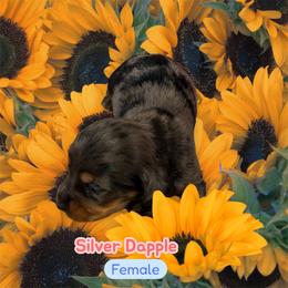 Silver dapple girl - Dapple female Dachshund puppy in Proctor, Montana from Blue Star Dachshunds
