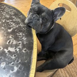 Bulldog and French Bulldog All Grown Up from Salem Bulldogs