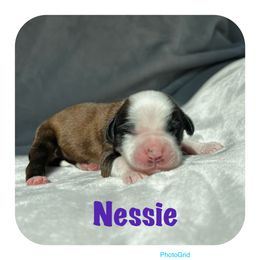Goldendoodle and Tibetan Terrier Puppies from Dood Ranch Doodles & Kildare Tibetan Terriers