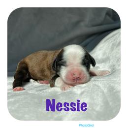 Goldendoodle and Tibetan Terrier Puppies from Dood Ranch Doodles & Kildare Tibetan Terriers