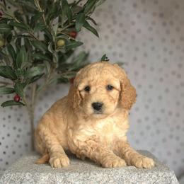 Nala - Apricot female Goldendoodle puppy in Apopka, Florida from Rae Precious Puppies