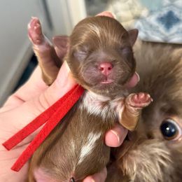 Red - Liver male Shih Tzu puppy in Berkeley Springs, West Virginia from Sandridge Shih Tzus