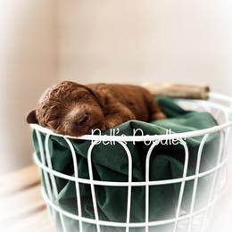 Jason - Red  male Poodle puppy in Fresno, California from Bell’s Poodles Of California