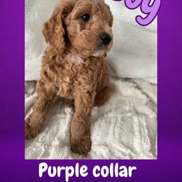 Cavapoo and Poodle Puppies from Cara Howell