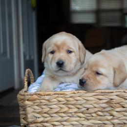 Doberman Pinscher and Labrador Retriever Puppies from Elevage Labrador Retrievers & Dalla Grazia Doberman