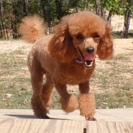 Poodles from Scenic Hills Kennels