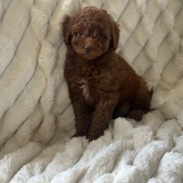 Buttercup - Red  female Poodle puppy in Kissimmee, Florida from Unique Poodles