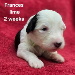 Frances - Gray and white female Old English Sheepdog puppy in Sutherlin, Oregon from Sapphire Eyes Sheepdogs