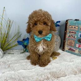 Ziggy - Apricot male Poodle puppy in Brighton, Missouri from Martin's Heart Poodles