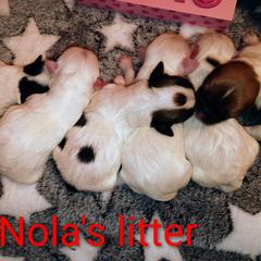 Mal-Shi puppies from Tina-Marie's Pups
