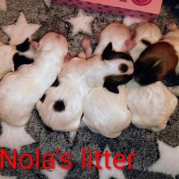 Mal-Shi puppies from Tina-Marie's Pups