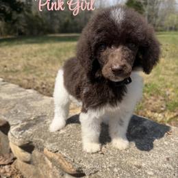 Pink girl - Parti female Poodle puppy in Travelers Rest, South Carolina from Hampshire Hill’s Standard Poodles