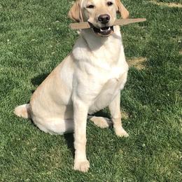Labrador Retriever All Grown Up from Learn's Labs