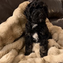 Mabel - Black female Cockapoo puppy in Birdsboro, Pennsylvania from Cooper Family Cockapoos