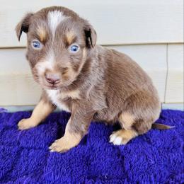 Maple - Red tri-color female Australian Shepherd puppy in Charlotte, North Carolina from Awesome Aussies
