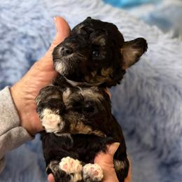 Leo - Phantom male Poodle puppy in Sarasota, Florida from Paradise Poodles