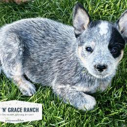 Australian Cattle Dog Puppies from Grit ‘n’ Grace Ranch