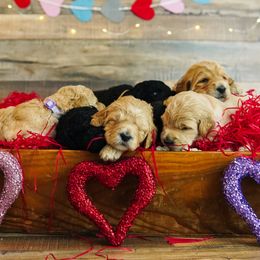 Goldendoodle Puppies from Willow’s Doodles