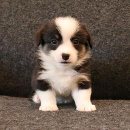 Hershey - Black and tan male Pembroke Welsh Corgi puppy in Arcanum, Ohio from Weissway Corgis