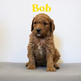 Bob - Red  male Goldendoodle puppy in College Station, Texas from Em & El Doodles