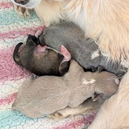 Chihuahua puppies from Chihuahua Long Coats