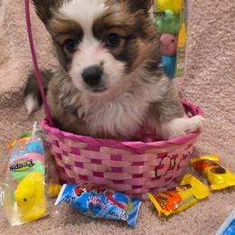 Frisky - Sable female Pembroke Welsh Corgi puppy in Clever, Missouri from Creme De La Creme Corgis