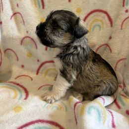 Roxie - Salt and pepper female Miniature Schnauzer puppy in Scottsboro, Alabama from EsKay Mini Schnauzers