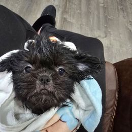 Raven - Black female Shih Tzu puppy in Cabot, Arkansas from Borderland's Kennel